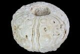 Fossil Sea Urchin (Drocidaris) - Morocco #104505-1